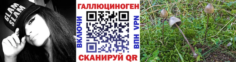 Галлюциногенные грибы Psilocybine cubensis  сколько стоит  гидра рабочий сайт  Черкесск 